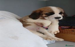 Saint Bernard dogs for sale: Saint Bernard puppies  - Image 11