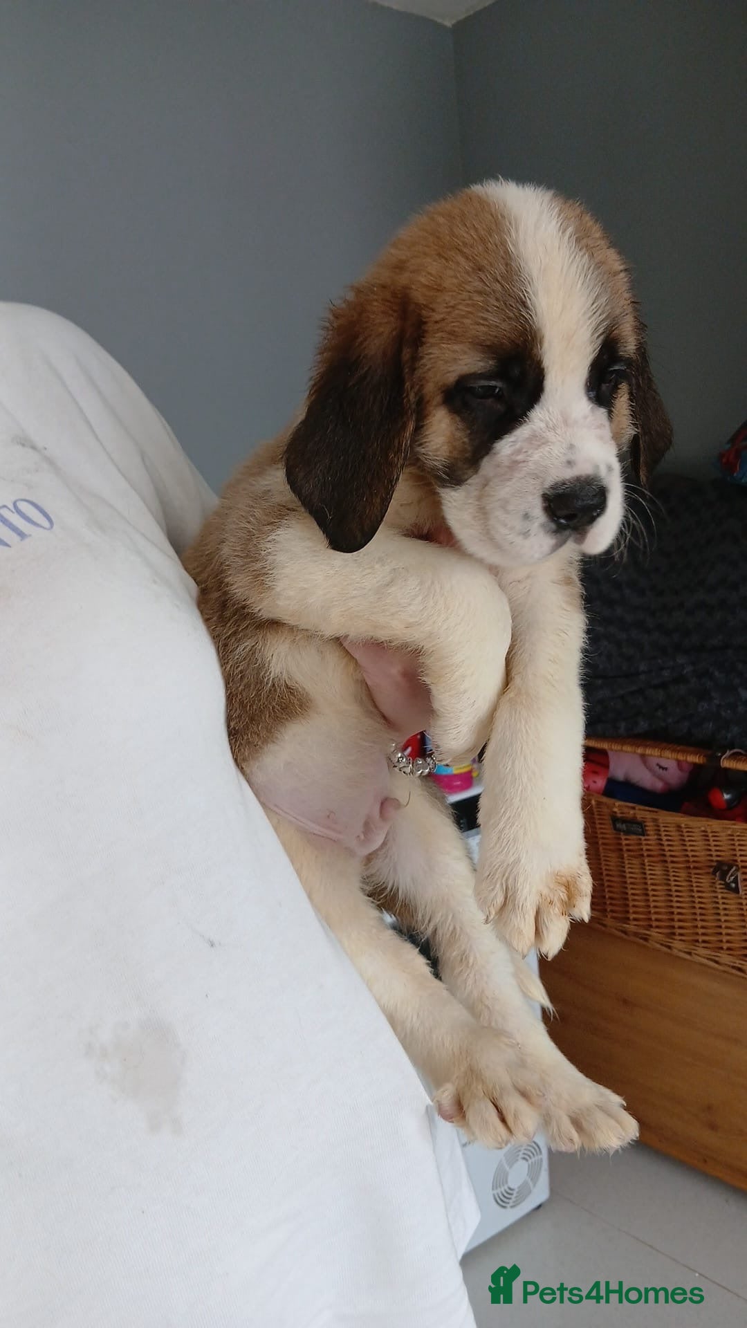 Saint Bernard dogs for sale: Saint Bernard puppies  - Image 11