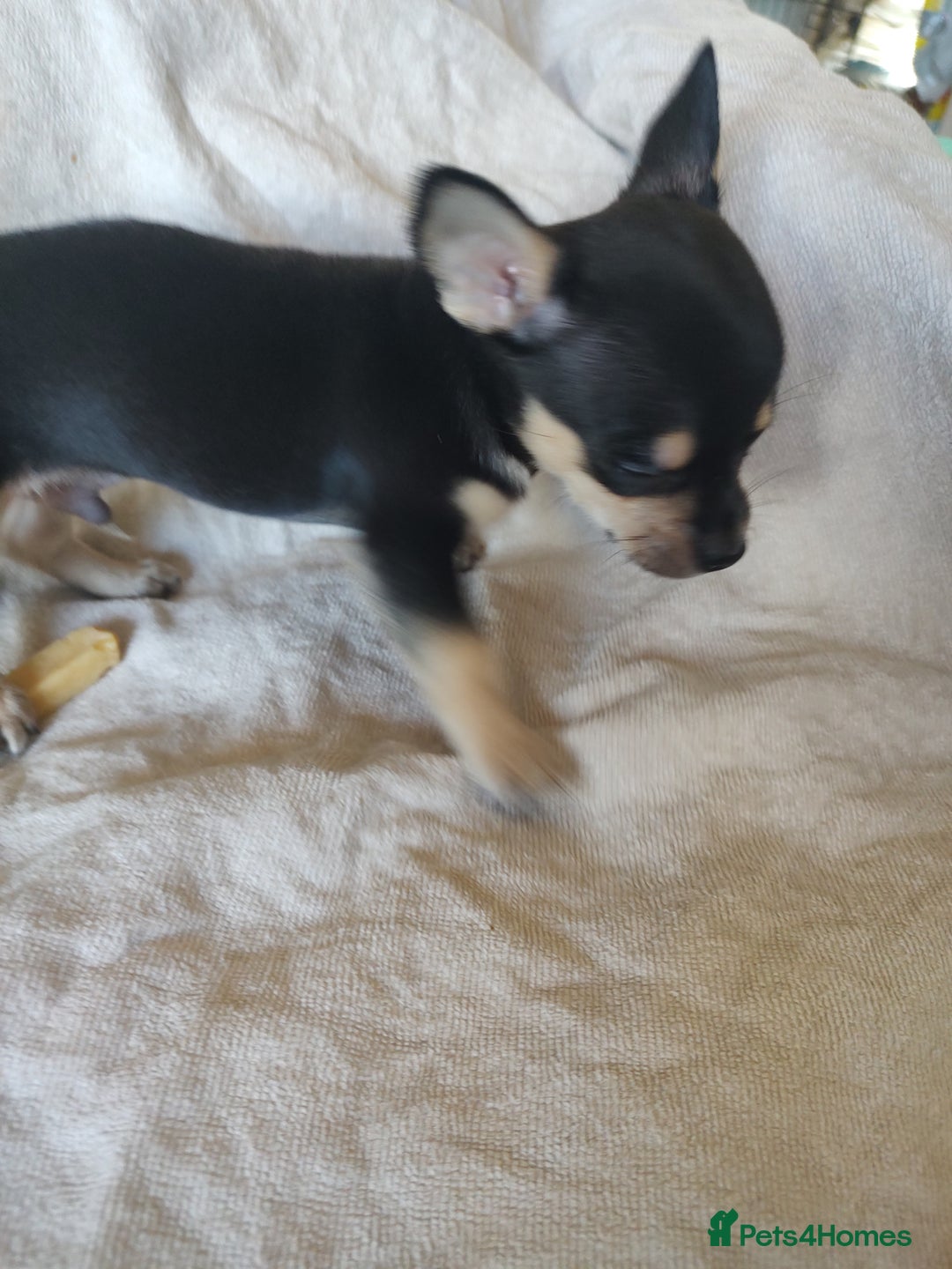 Chihuahua dogs for sale: Adorable Loving hand reared ready now Chihuahuas - Image 22