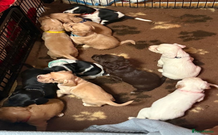 Mixed Breed dogs - Advert 4