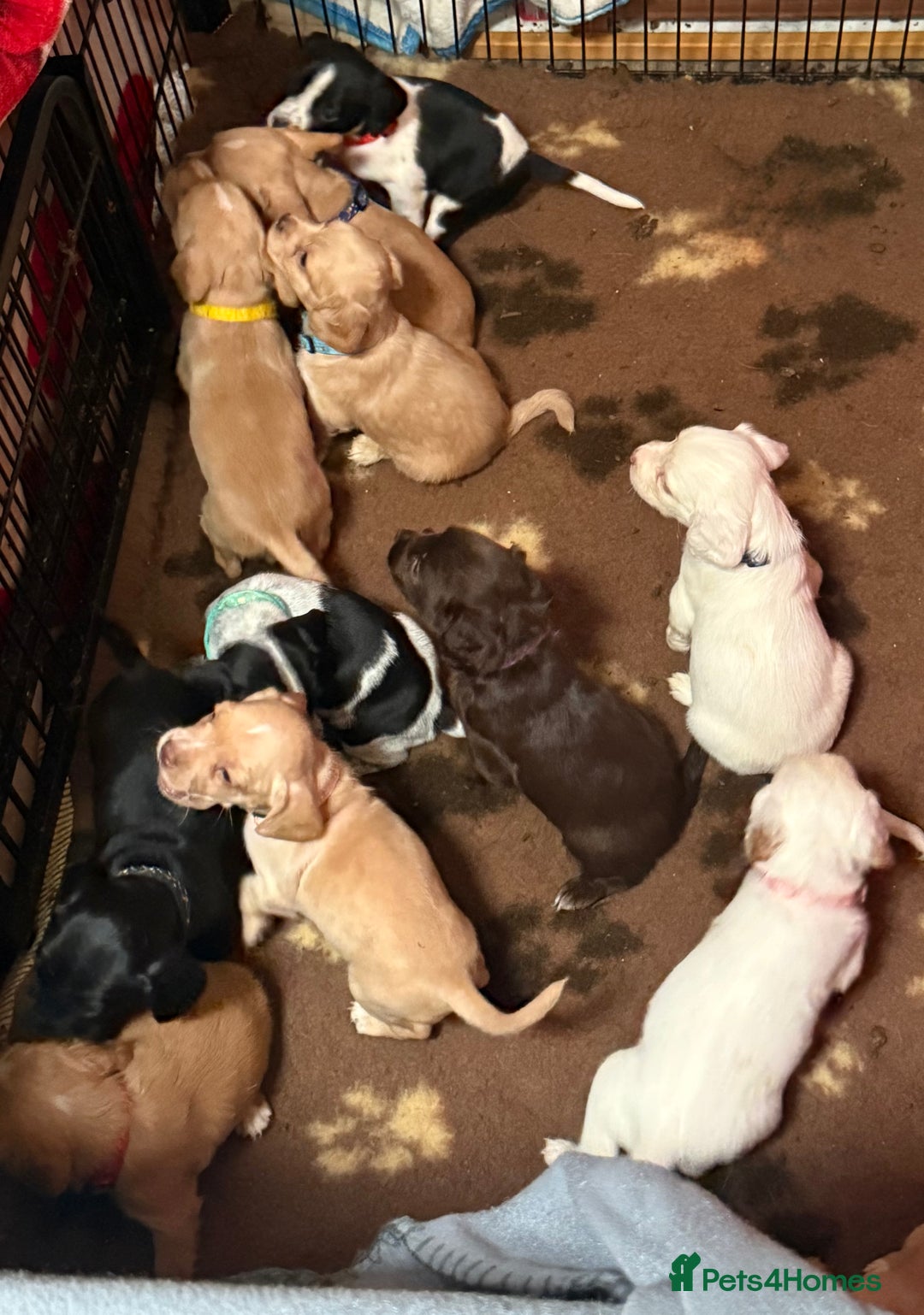 Mixed Breed dogs for sale: French bulldog x spaniels  - Image 1
