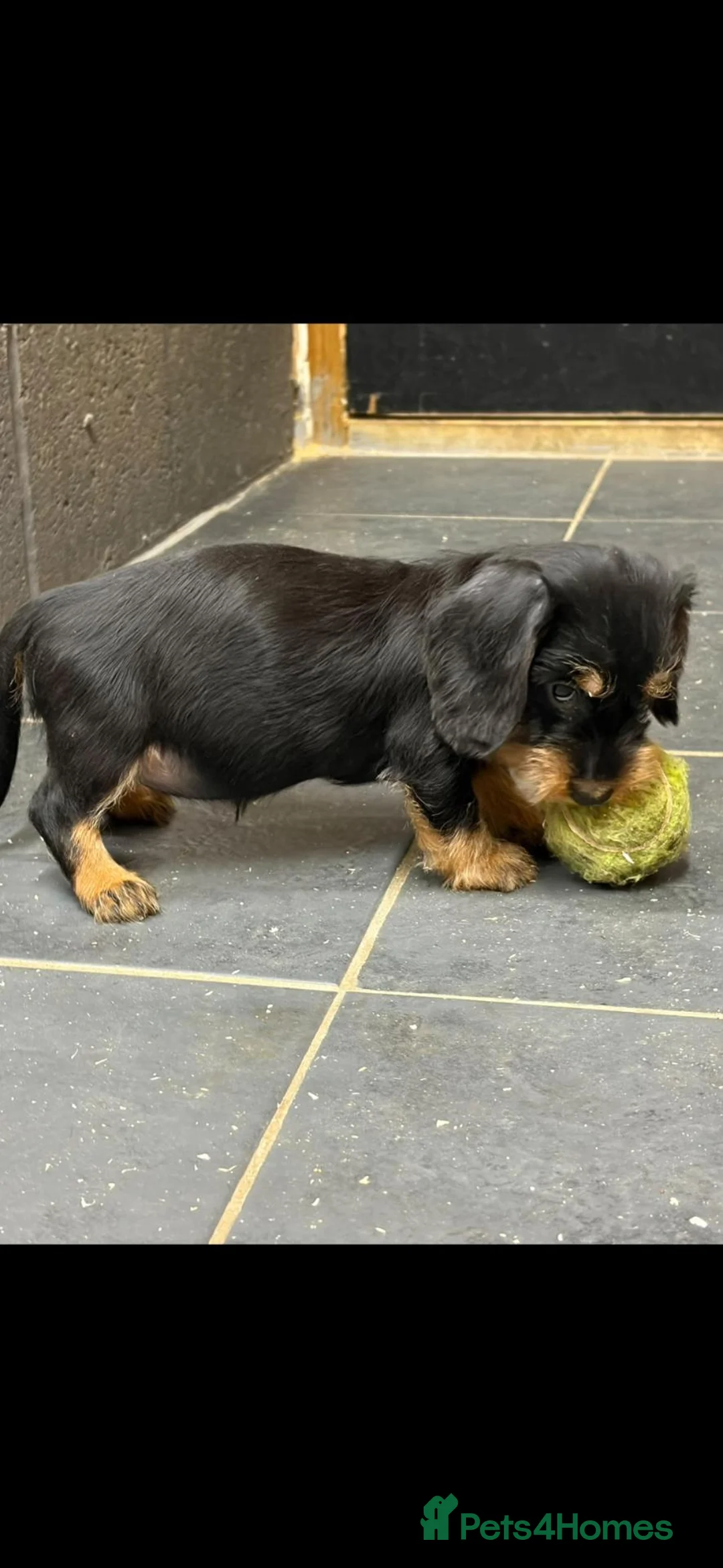 Dachshund dogs for sale: Wired haired dachshund puppies - Advert 13