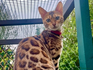 Bengal cats Beautiful Bengal Kittens - Advert 15