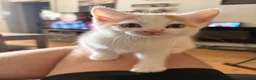 British Shorthair cats for sale: 6 beautiful kittens  in Tipton - Advert 20