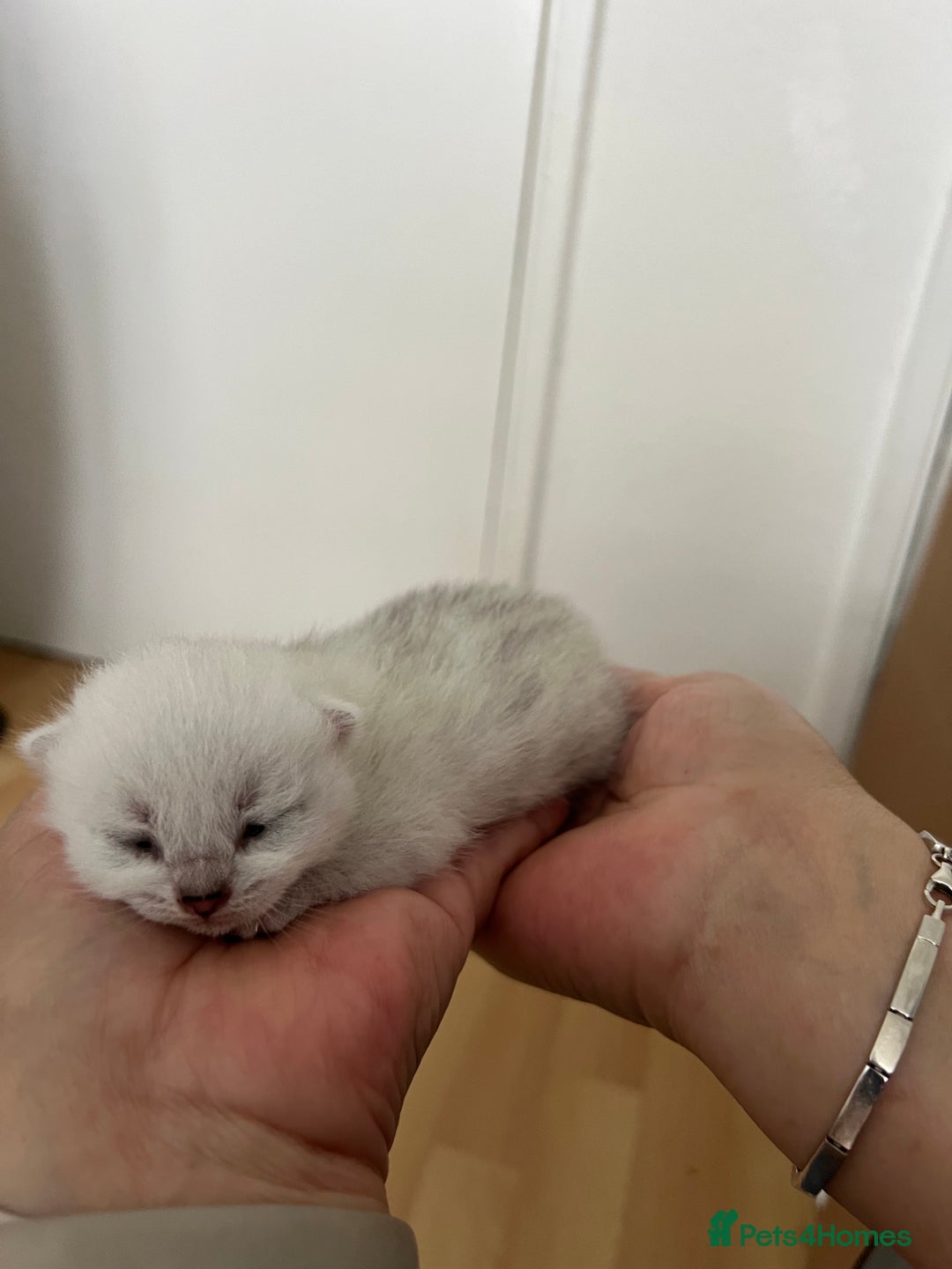 British Shorthair cats for sale: BSH Silver Tabby kittens for Sale! - Image 5