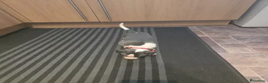 Whippet 1