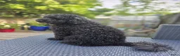 Poodle dogs for stud: Kenzuo Midnight - Ozzy in Southampton - Advert 5