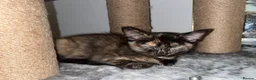 Mixed Breed cats for sale: 5 lovely kittens 🐾 - Advert 20