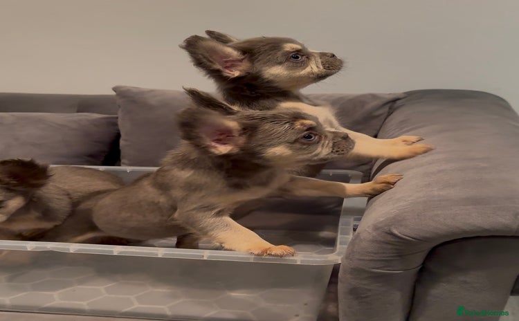 French Bulldog dogs - Advert 1