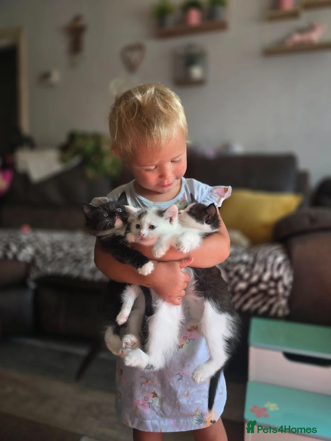 Mixed Breed cats for sale: Domestic short hair cross ragdoll kittens - Advert 1