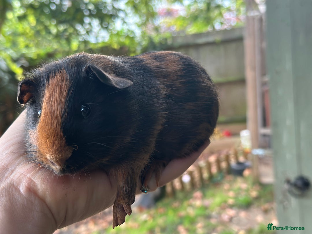 Guinea Pig rodents for sale: A lovely pair guinea pigs - Image 4