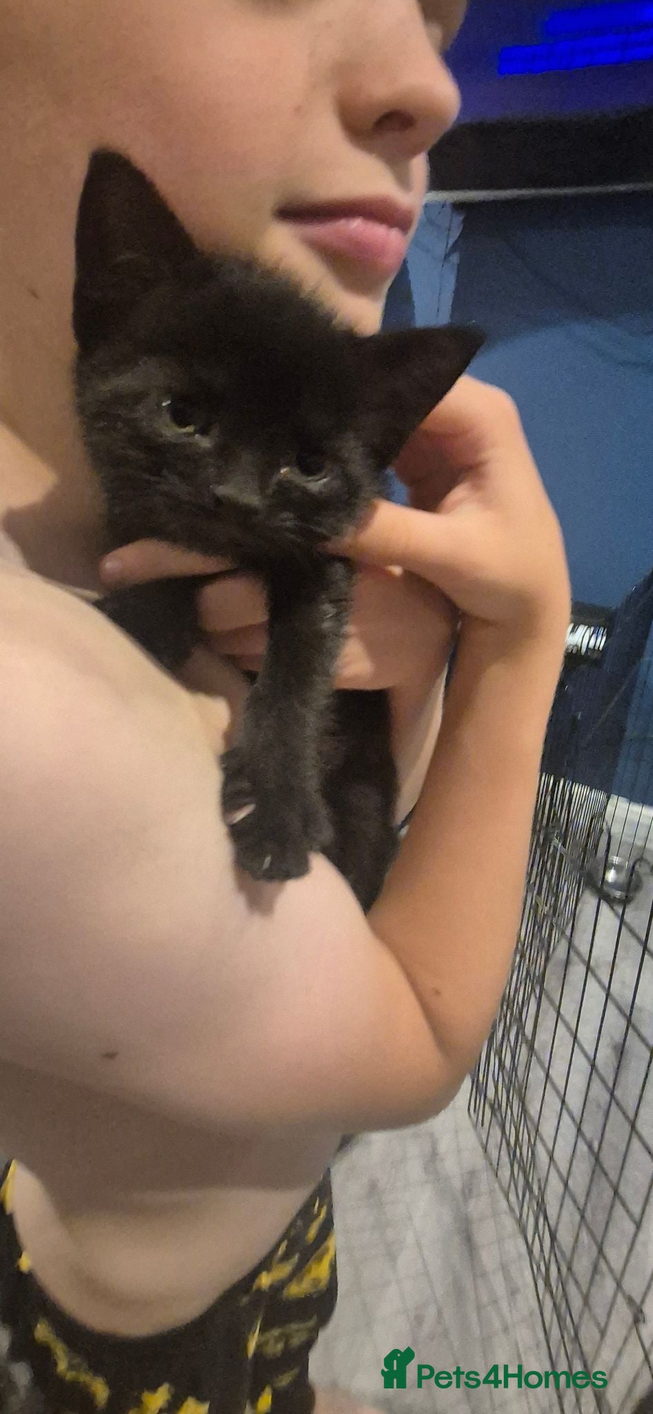 Mixed Breed cats Black female kitten  - Advert 4