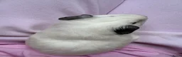 Guinea Pig rodents for sale: Really friendly bonded baby boys available  - Advert 7