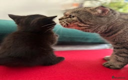 Mixed Breed cats for sale: Scottish fold mixed breed - Image 23