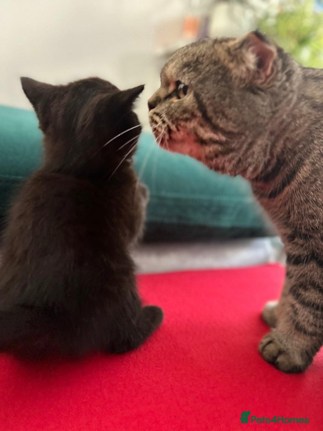 Mixed Breed cats for sale: Scottish fold mixed breed - Image 23