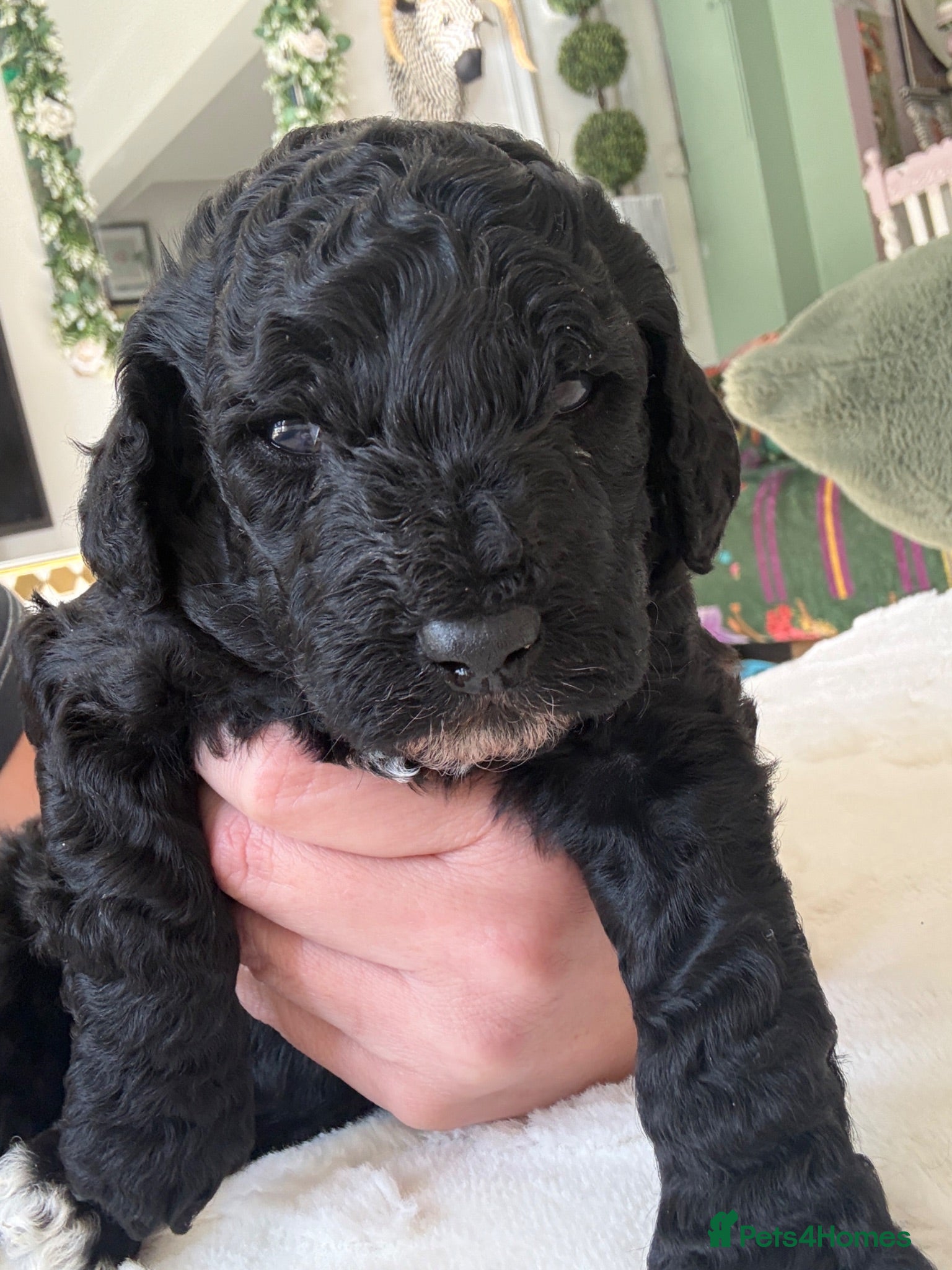 Cockapoo dogs Real life Teddy Bears! F1B cockapoo miniature - Advert 11