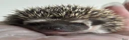 Pygmy Hedgehog rodents for sale: African Pygmy Hedgehog  in Eastleigh - Advert 3