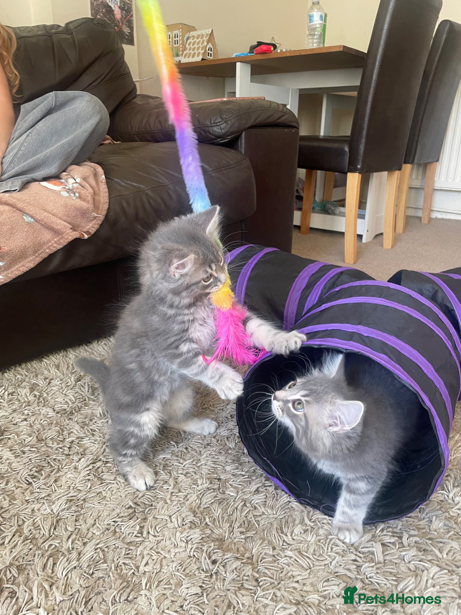 British Longhair cats Last 2 little boys  - Advert 2