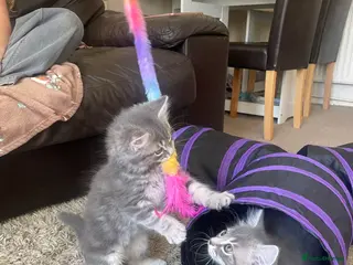 British Longhair cats Last 2 little boys - Advert 2