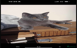Ragdoll cats for sale: Beautiful Grey Male Cat for Re-Homing - Image 2