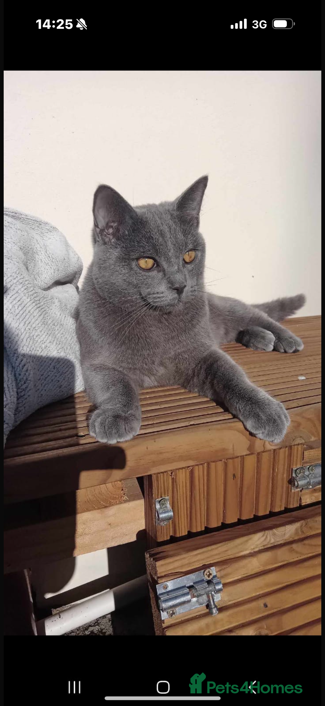 Ragdoll cats for sale: Beautiful Grey Male Cat for Re-Homing - Image 2