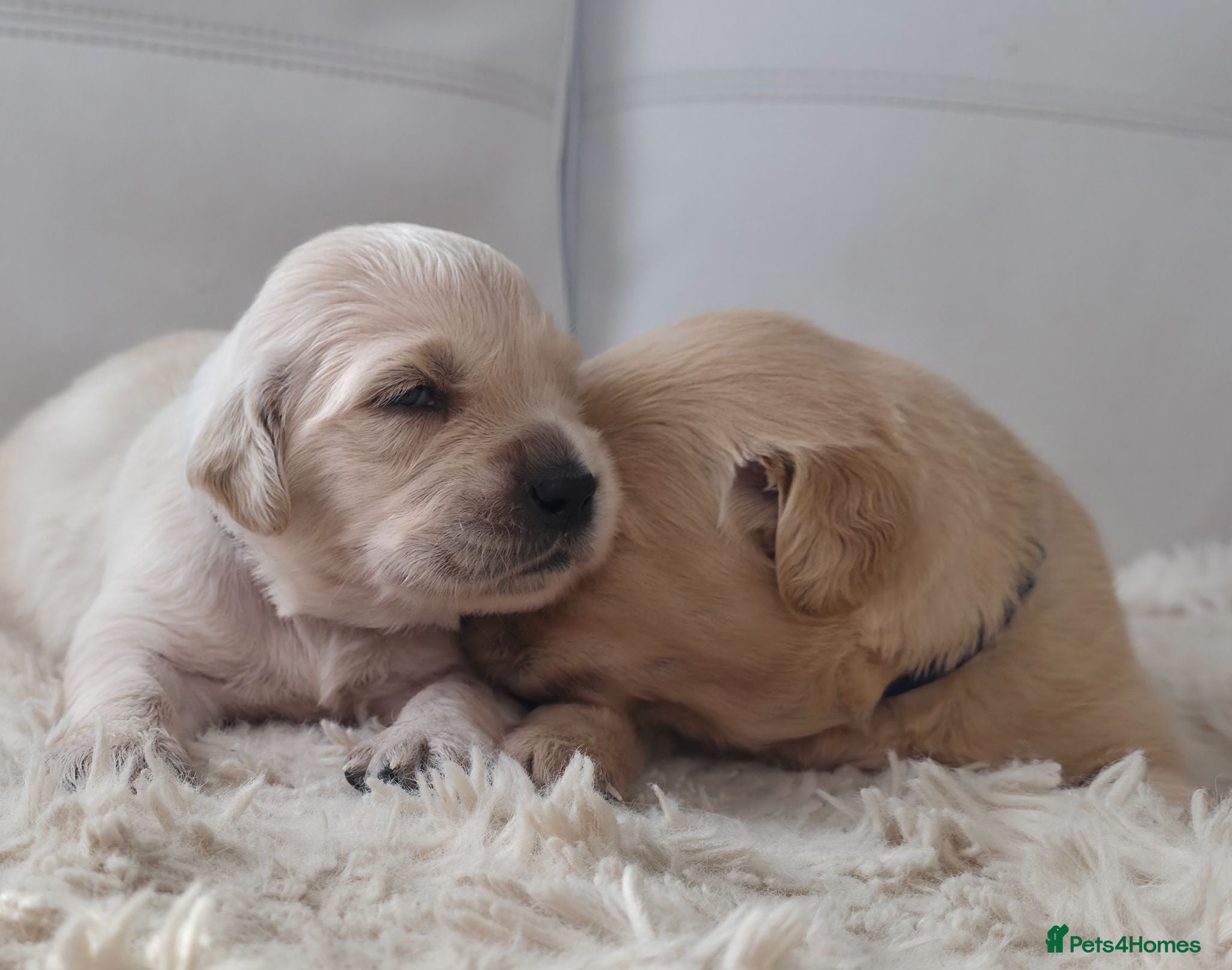 Golden Retriever dogs 5* Golden Retriver puppies - Advert 2