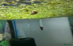 Snails fish for sale: Bladder snails  - Image 3
