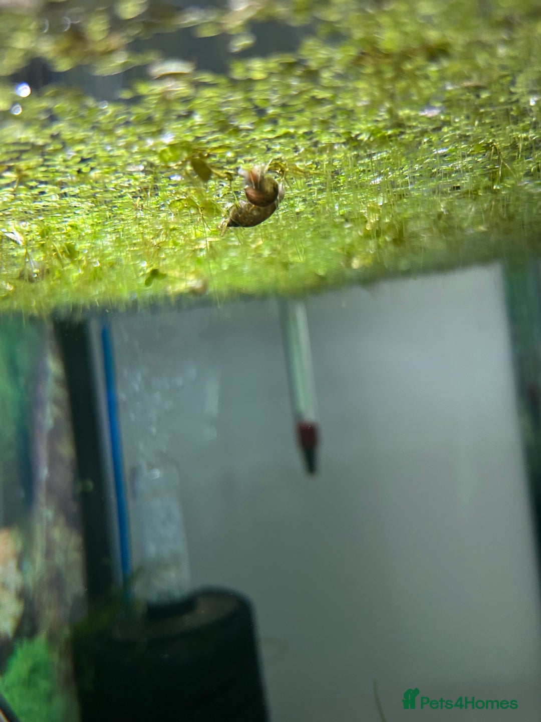 Snails fish for sale: Bladder snails  - Image 3