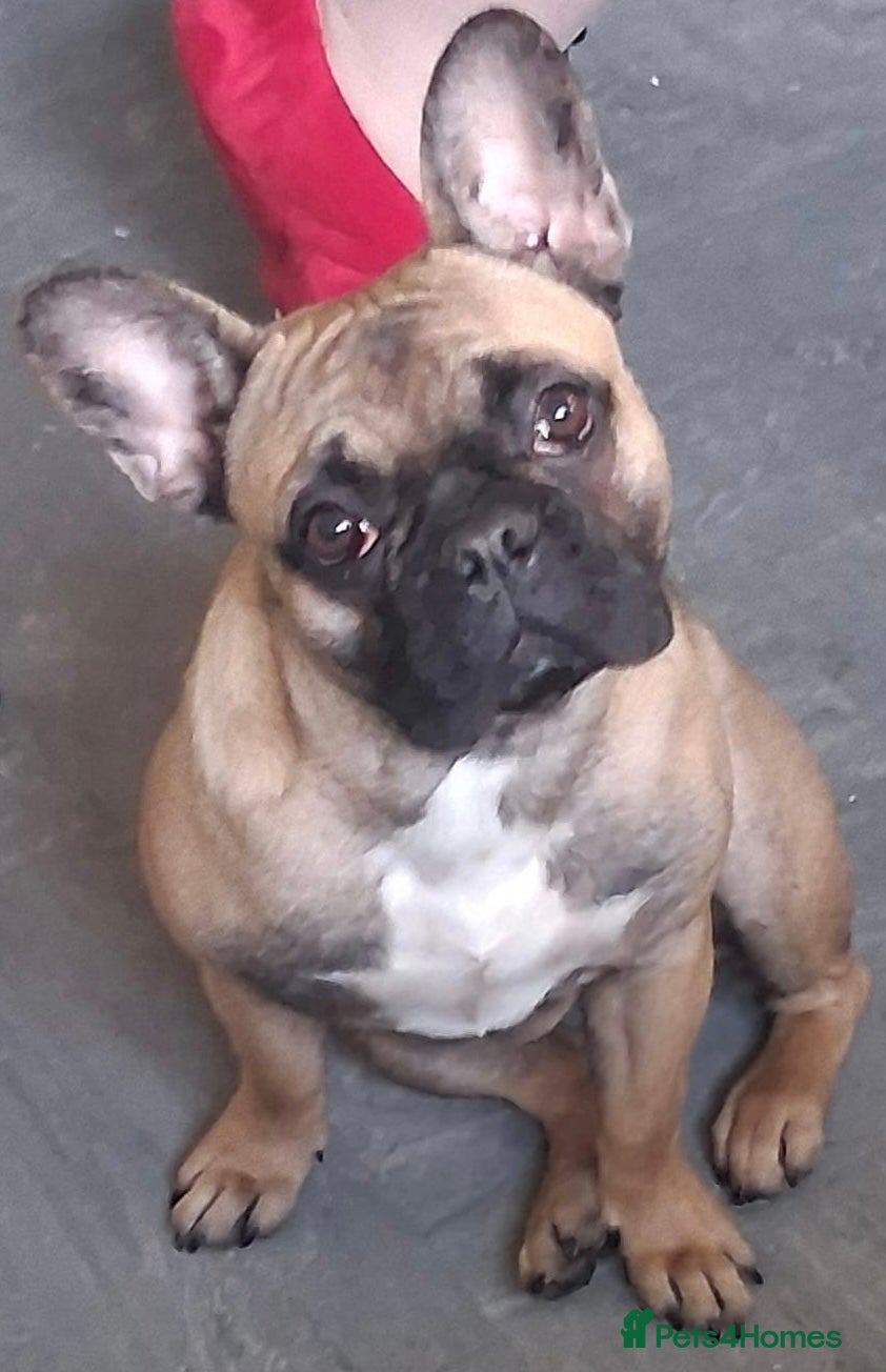 French Bulldog dogs Beautiful girl  - Advert 1