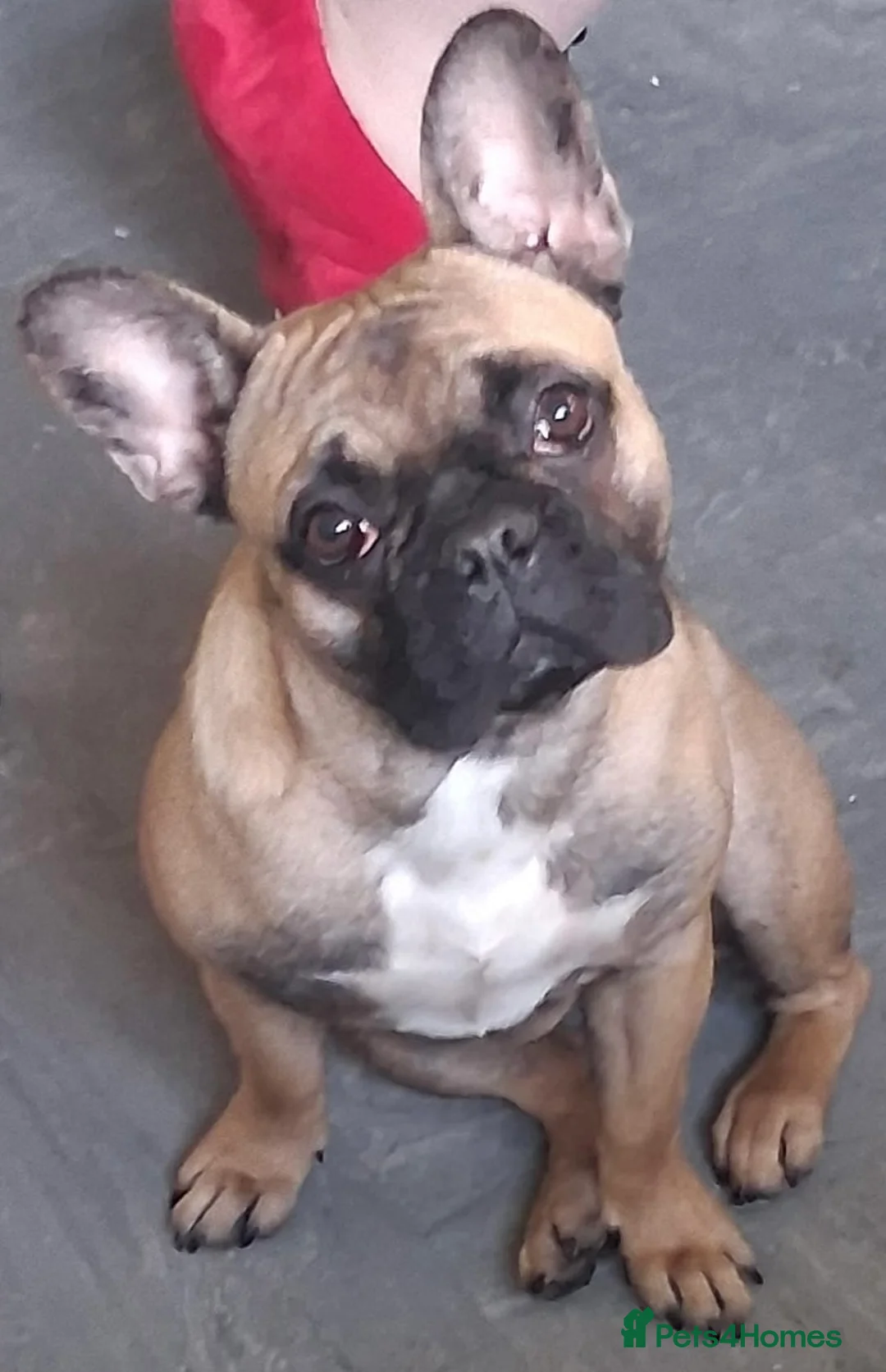 French Bulldog dogs for sale: Beautiful girl  - Advert 1