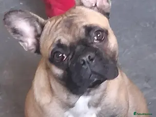 French Bulldog dogs Beautiful girl - Advert 1