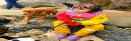 Golden Retriever dogs for sale: Waiting list open  - Advert 16
