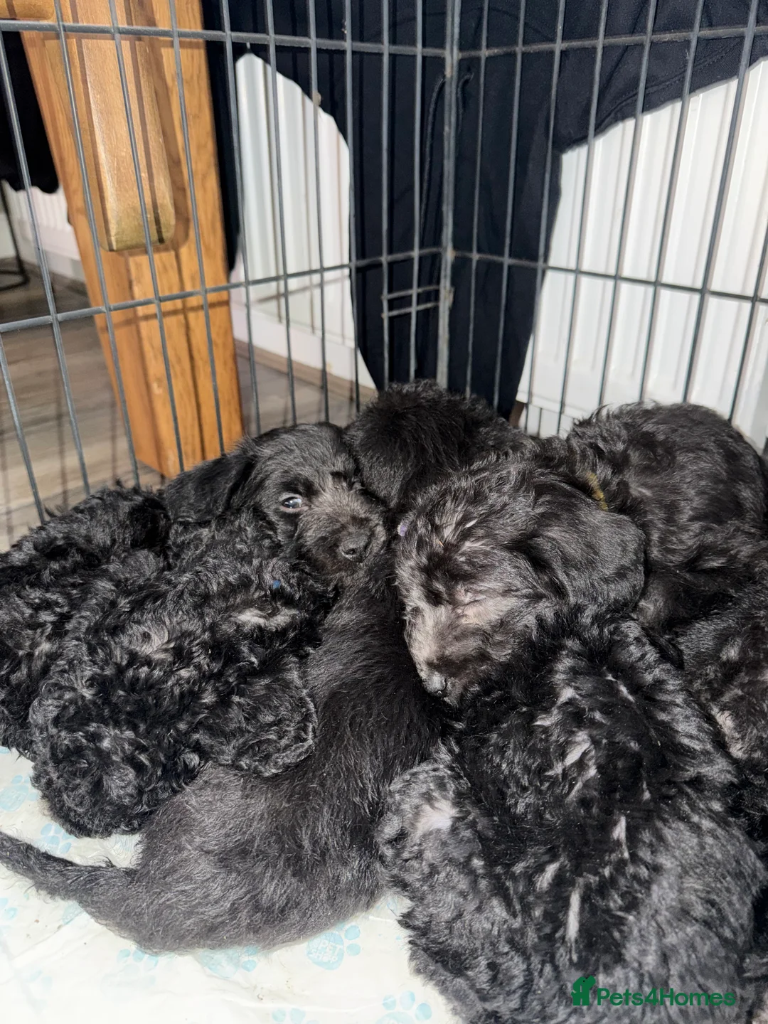 Mixed Breed dogs for sale: Bedlington terrier/collie whippet mix  - Advert 8