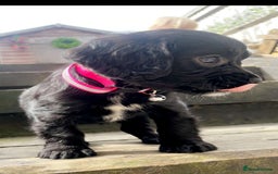 Cockalier dogs for sale: Female Cockalier dog for sale  - Image 2