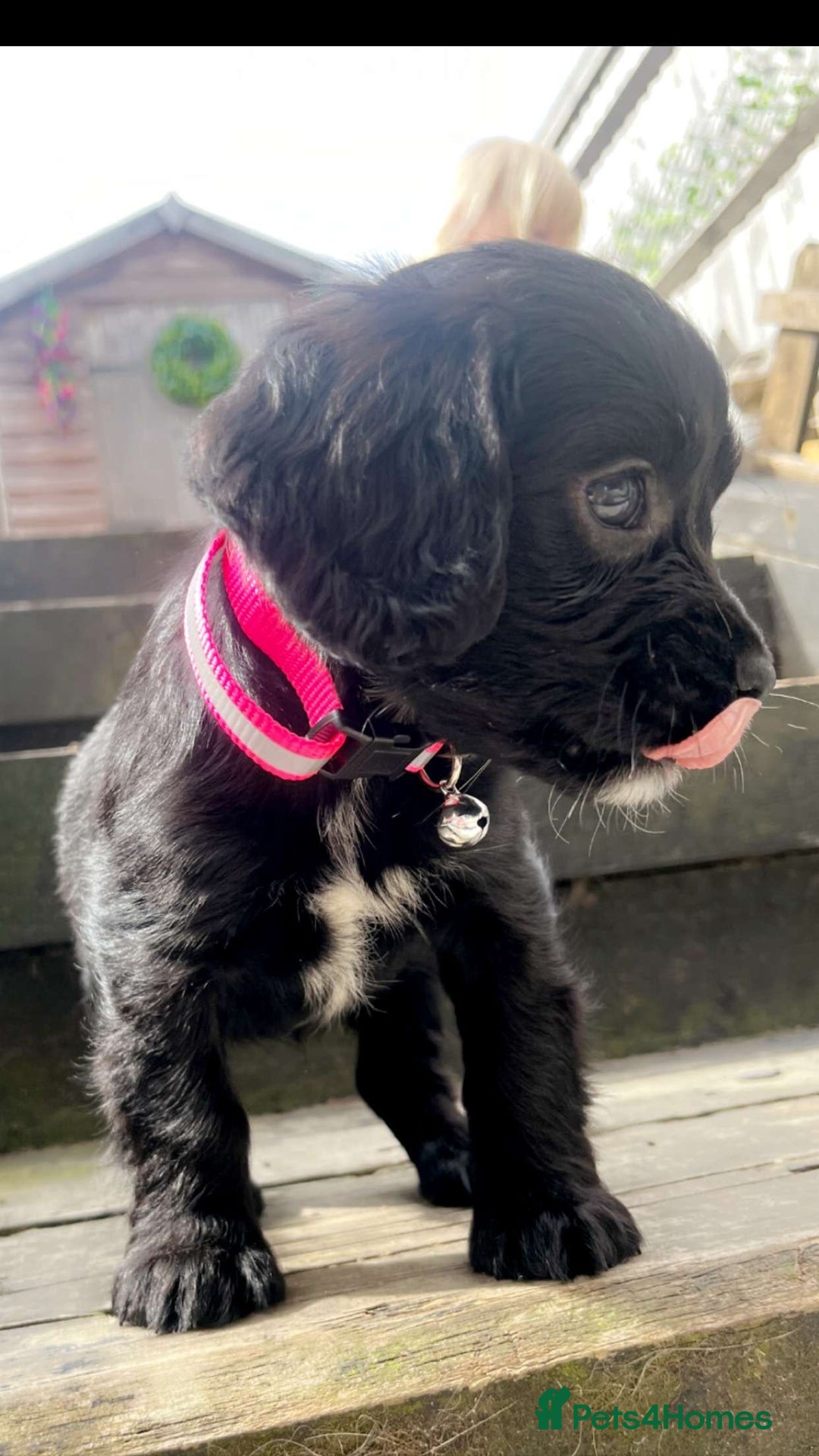 Cockalier dogs for sale: Female Cockalier dog for sale  - Image 2