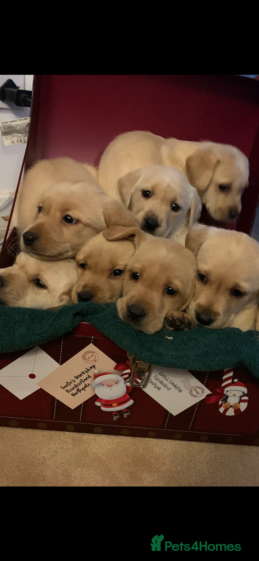 Labrador Retriever dogs for sale: Labrador puppies for sale - Advert 5