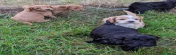 Cockapoo dogs for sale: Licensed breeder, health tested F1 cockapoos - Advert 11
