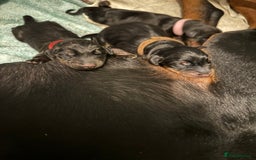 Dobermann dogs for sale: Superb Quality Doberman Puppies - Image 3