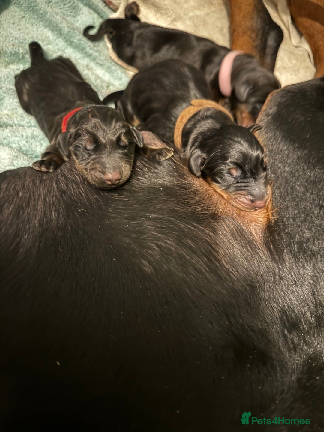 Dobermann dogs for sale: Superb Quality Doberman Puppies - Image 3