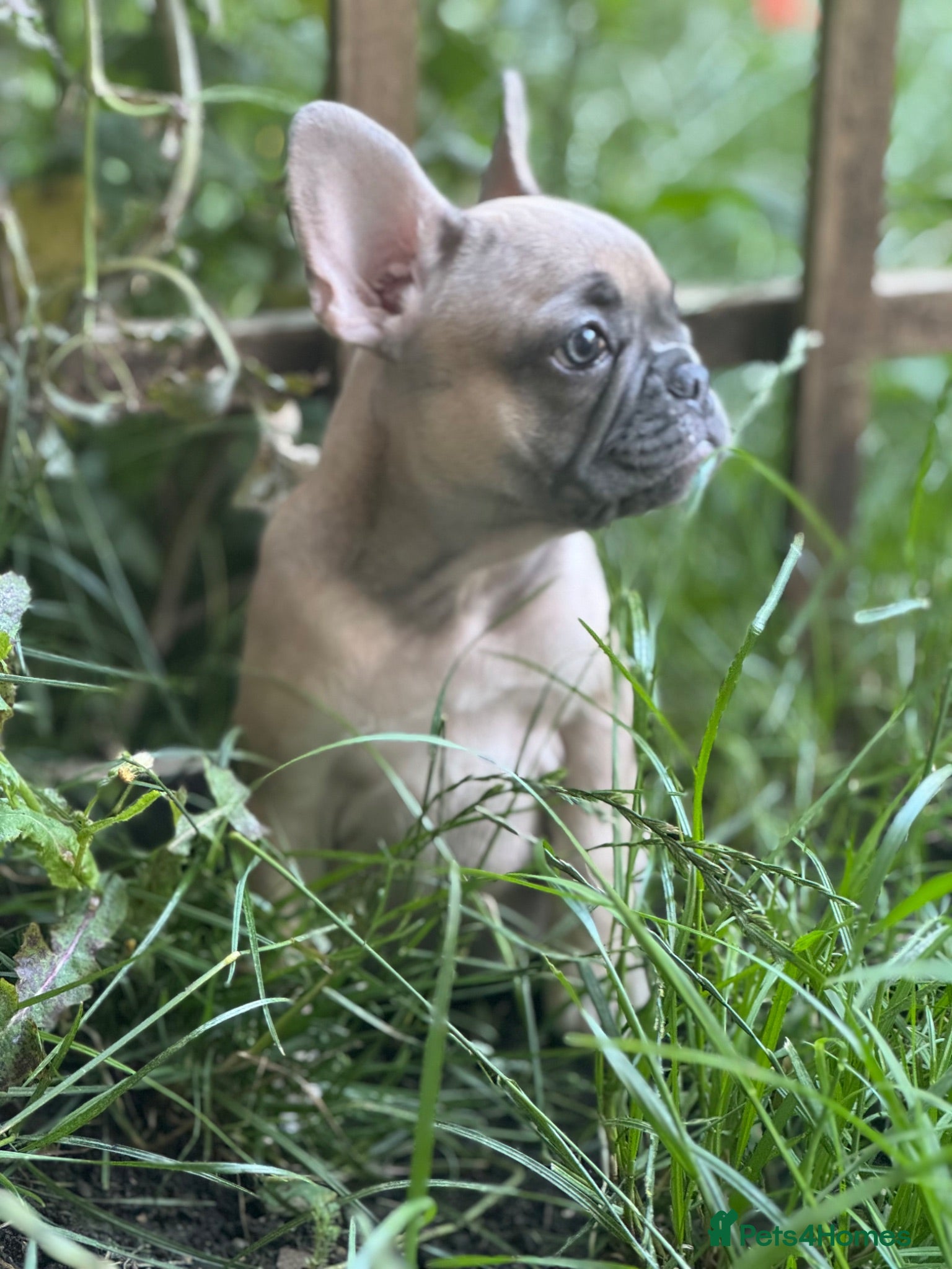 French Bulldog dogs PRICE DROP LAST PUPPY KC REG HEALTH CLEAR FRENCHIE - Advert 17