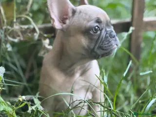 French Bulldog dogs PRICE DROP LAST PUPPY KC REG HEALTH CLEAR FRENCHIE - Advert 17