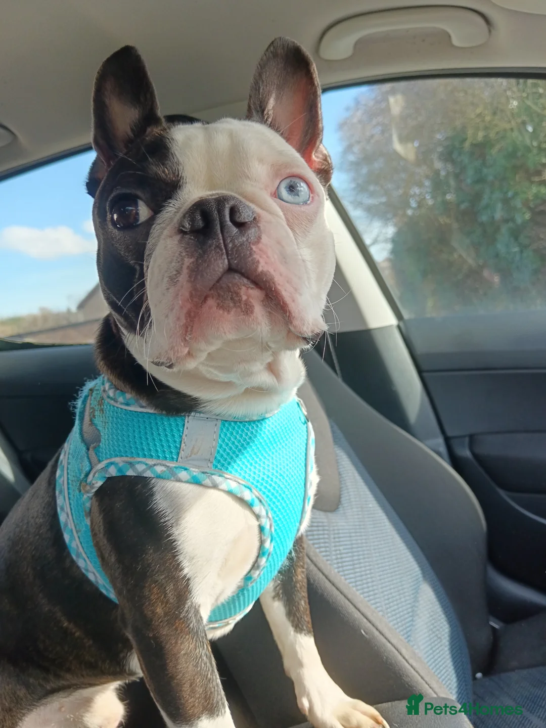 Boston Terrier dogs for stud: Two Boston boys available for stud - Advert 2