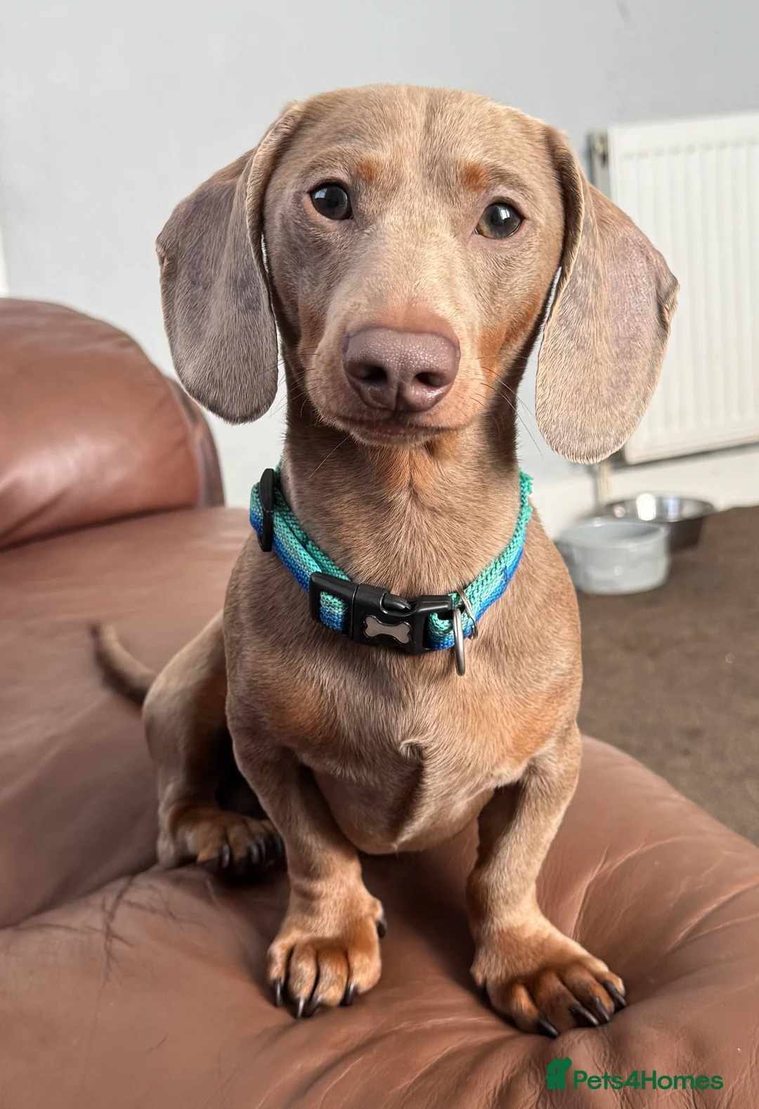 Miniature Dachshund dogs for stud: Isabella and Tan miniature dachshund for stud - Advert 2