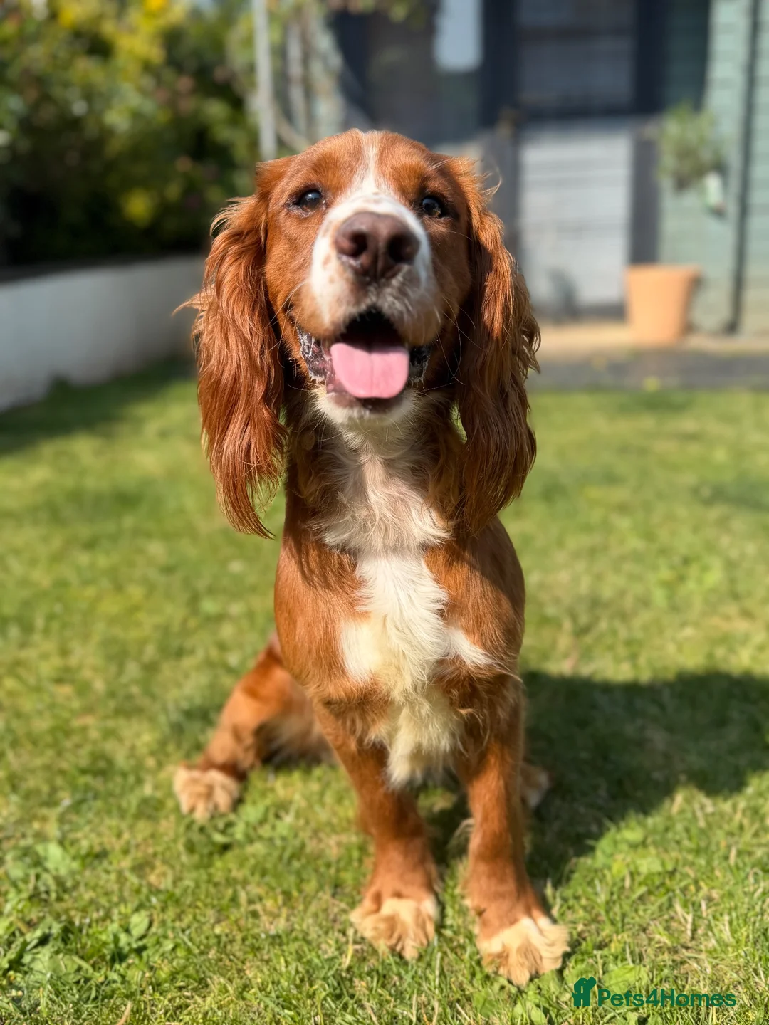 Cocker Spaniel dogs for sale: 4 Remaining Gorgeous Cocker Spaniel puppies.  - Advert 2