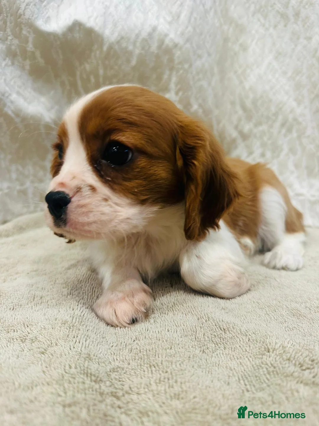 Cavalier King Charles Spaniel dogs for sale: Cavalier King Charles  in Deal - Advert 7