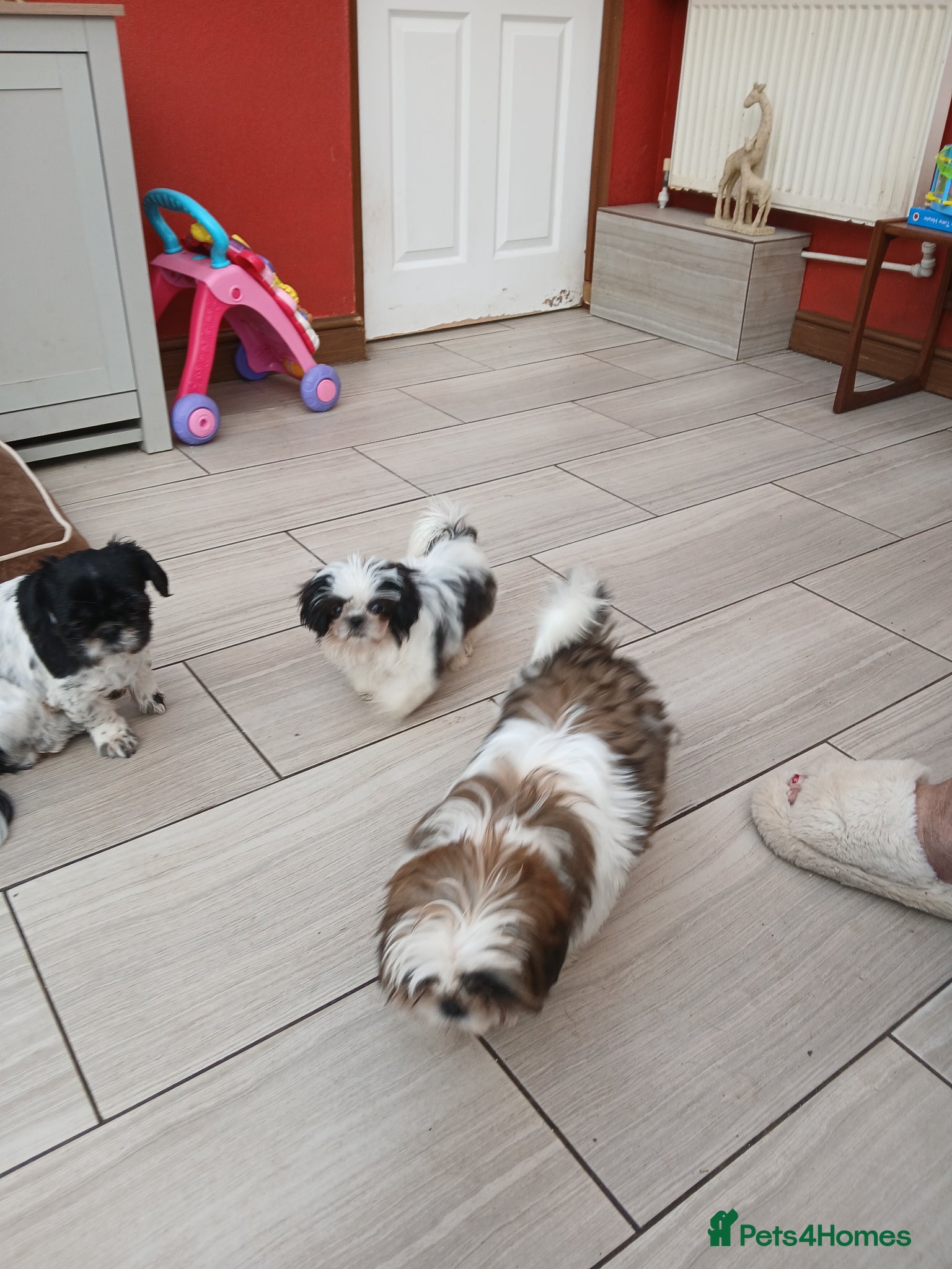 Shih Tzu dogs Ready to go 2 Shih-tzu boy puppies  - Advert 9