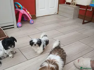 Shih Tzu dogs Ready to go 2 Shih-tzu boy puppies - Advert 9