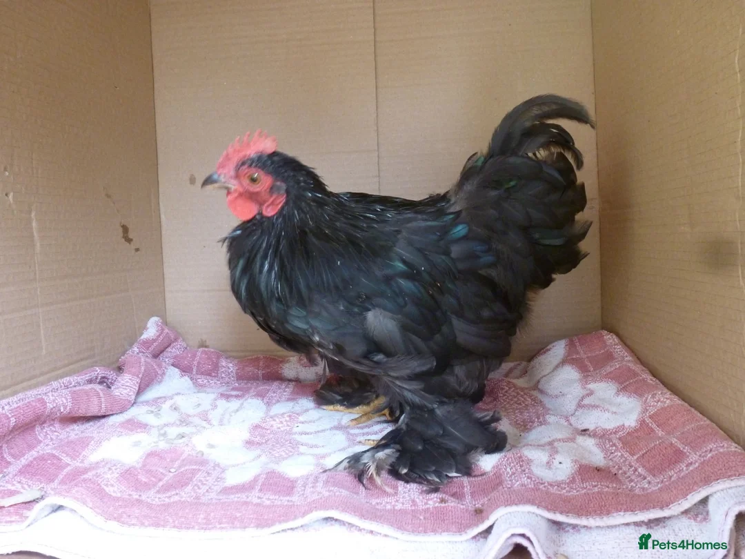Chickens poultry for sale: Pekin Bantam Cockerels - Advert 2