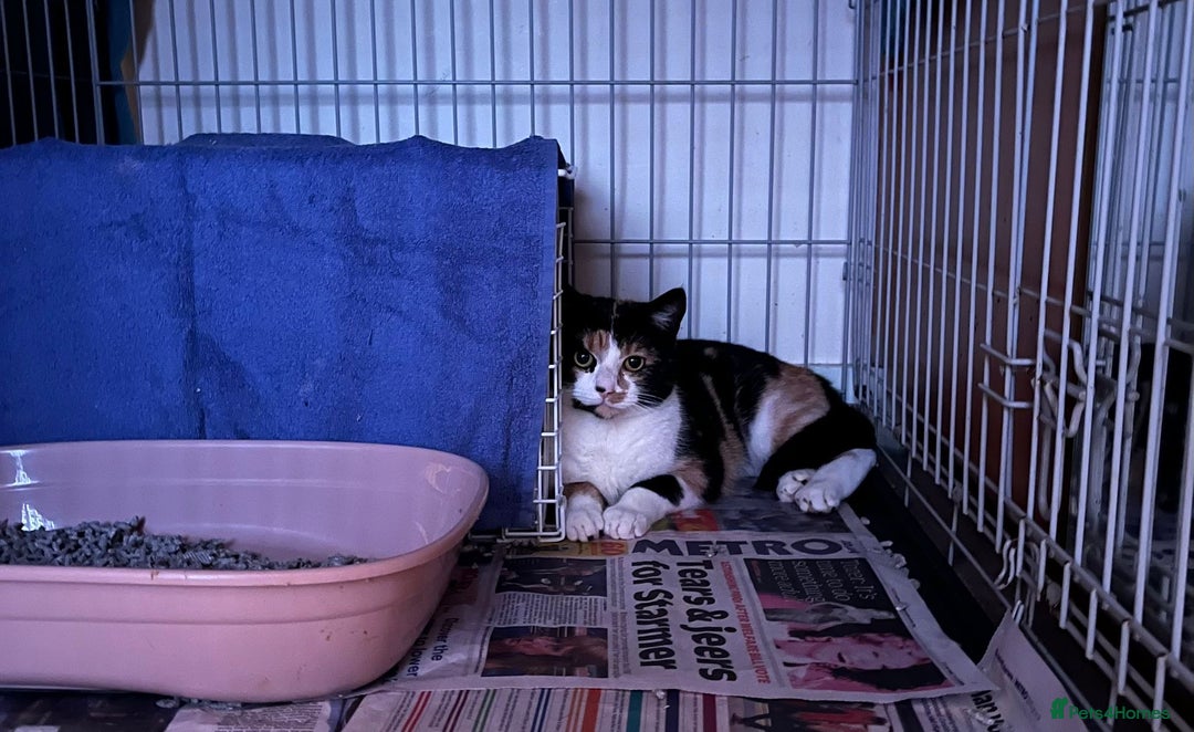 Mixed Breed cats for adoption: Polly needs a quiet forever home  - Advert 1