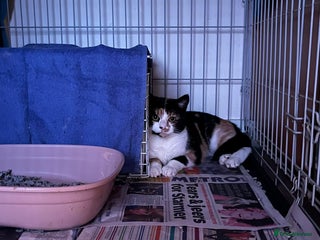 Mixed Breed cats Polly needs a quiet forever home - Advert 2